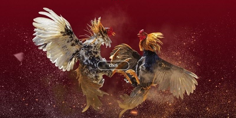 Vảy khai tiền là gì ở chiến kê 