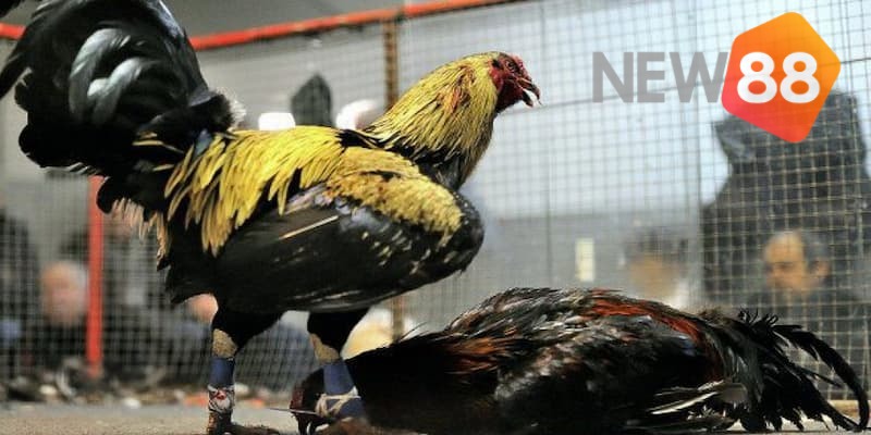 Bí quyết chơi đá gà New88 luôn thắng