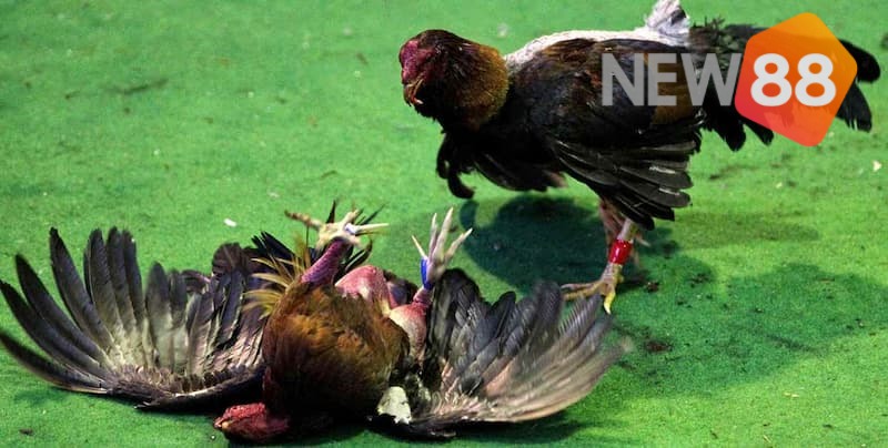 Lý do nên nắm rõ bí quyết đá gà