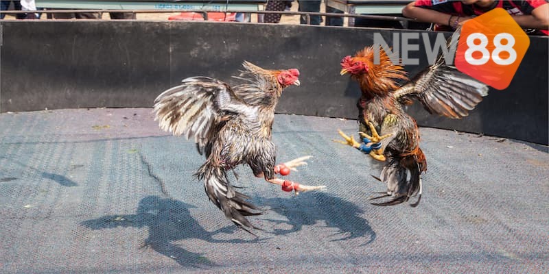 Tổng hợp một số bí quyết chơi đá gà