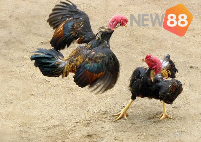 Cần huấn luyện kỹ càng để duy trì sự tự tin và phong độ các thế gà đá