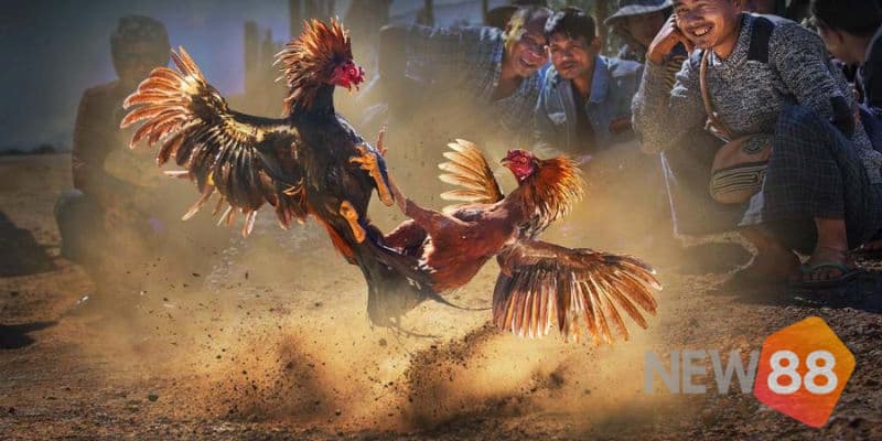 Những điều cần lưu ý về quy trình và luật lệ của bộ môn này