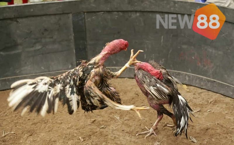 Hãy cùng chúng tôi nắm rõ cách thức đặt cược trong đá gà cựa sắt ăn tiền 