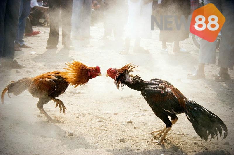 Đá gà cựa sắt ăn tiền là một hoạt động giải trí và cá cược