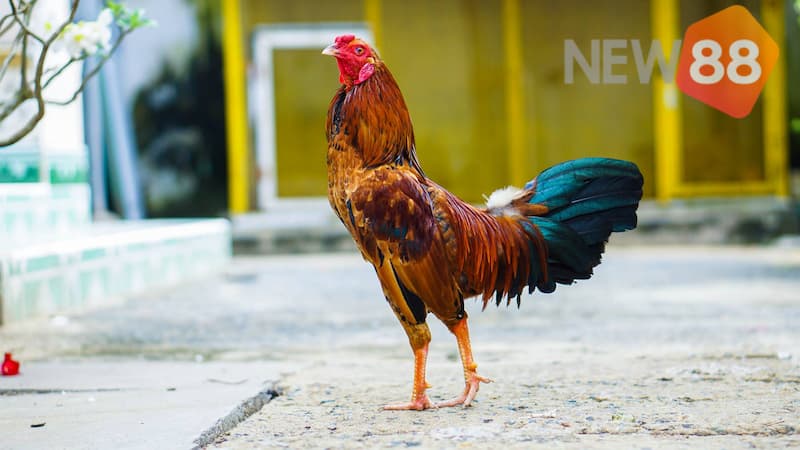 Cần có quá trình chuẩn bị kỹ lưỡng cho các trận đấu đá gà tre ăn tiền