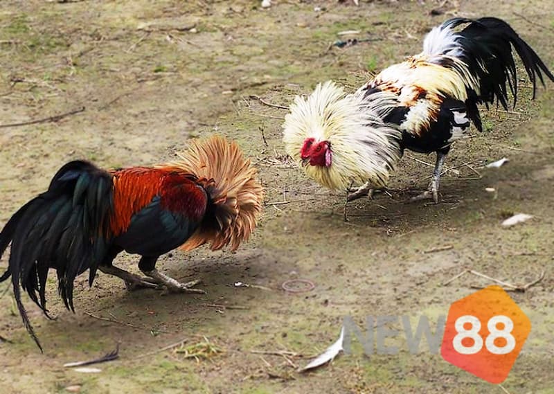 Chúng ta cùng tìm hiểu sâu hơn cách tổ chức trận đấu đá gà tre ăn tiền