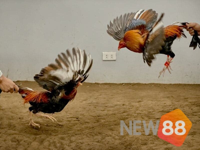 Có thể dễ dàng đặt cược trong đá gà tre ăn tiền với rất nhiều cách thức