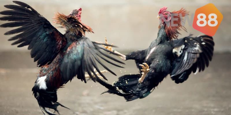 Tìm hiểu một số thông tin về luật chơi gà