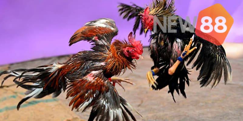 Giải mã một số kèo tỷ lệ cực hot