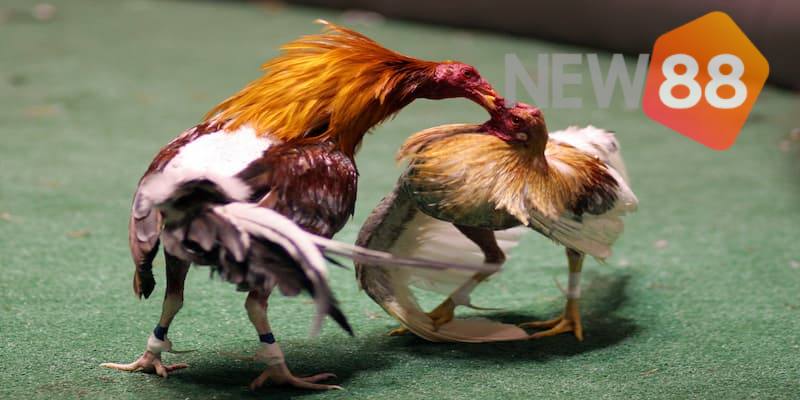 Kinh nghiệm đặt cược chọi gà