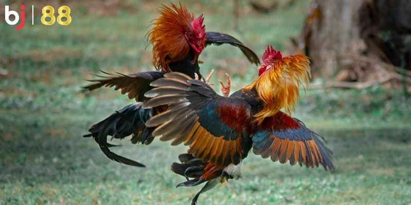 Tìm hiểu ngay về BJ88 Đá Gà