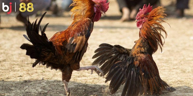 Đá gà cựa là một trong những hình thức cá cược phổ biến nhất