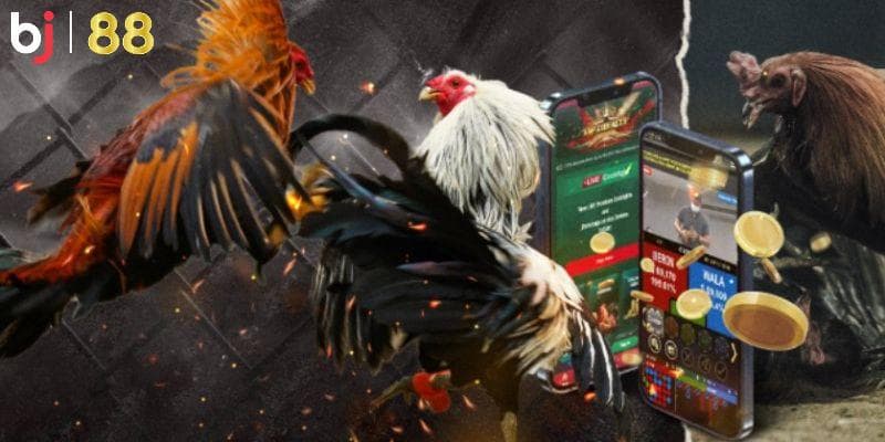 Hiểu rõ về các chiến kê là chiến thuật không thể bỏ qua