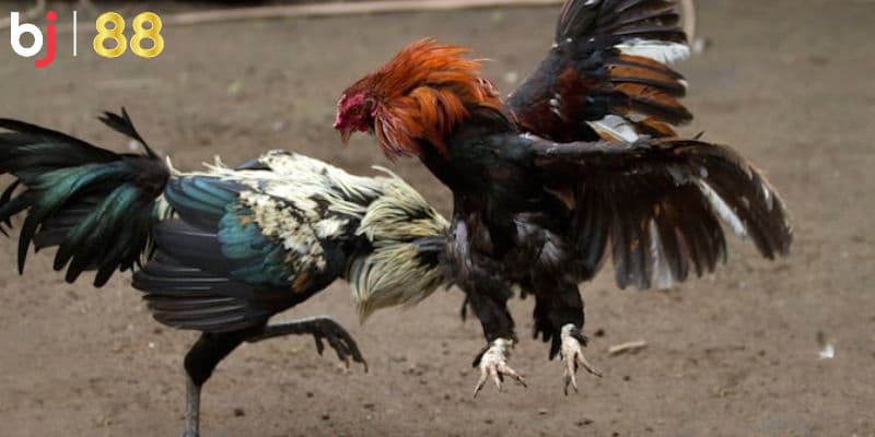 Quản lý ngân sách cược