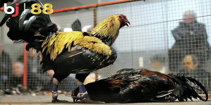 Giới thiệu tổng quan về sân chơi BJ88 đá gà