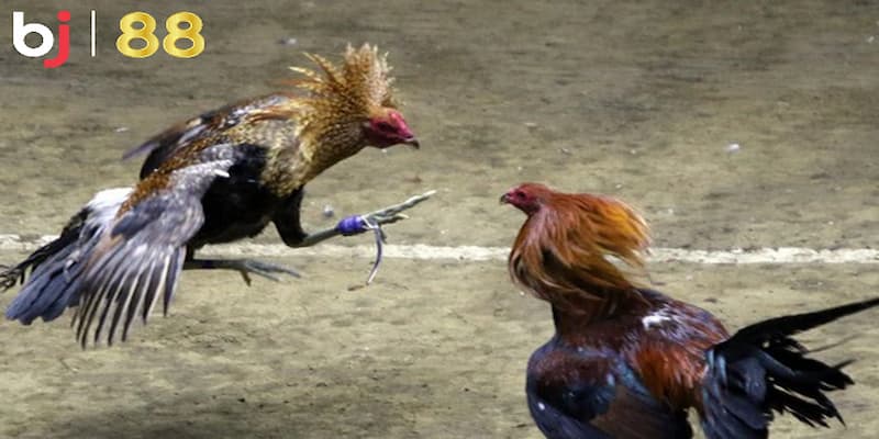 Mẹo chơi BJ88 đá gà chuẩn xác hàng đầu hiện nay