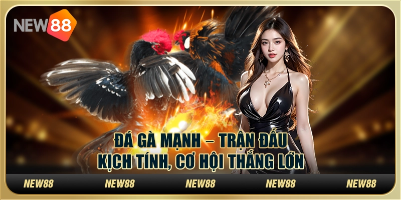 Đá gà mạnh tại New88 – Trận đấu kịch tính, cơ hội thắng lớn
