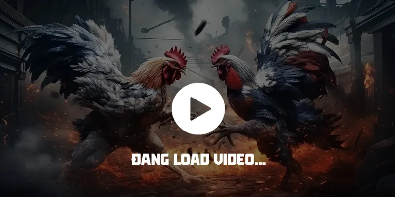 Luật cá cược và cách tham gia đá gà cựa sắt Thomo tại New88