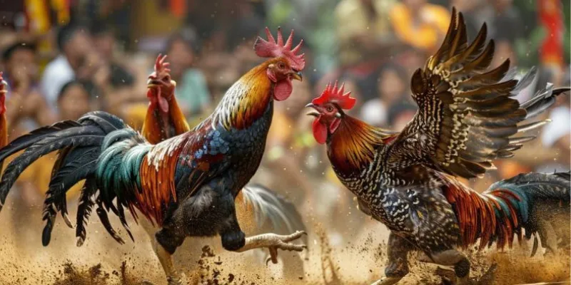 Một số loại cược phổ biến khi cá cược đá gà cựa sắt Thomo