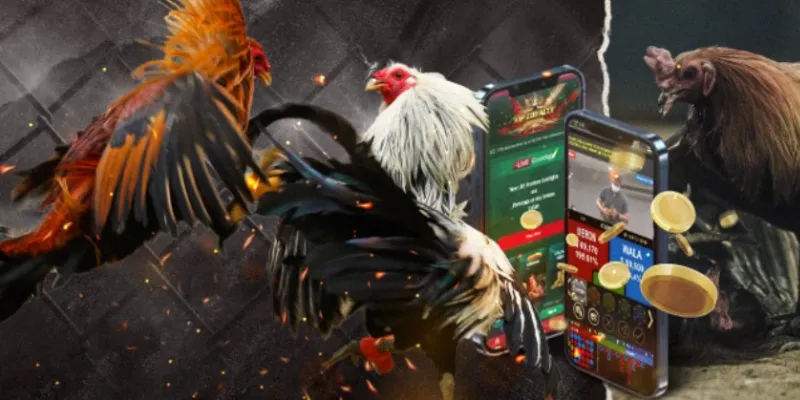 Nắm bắt các loại hình đá gà phổ biến tại New88