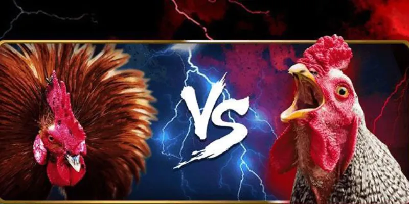 Một số loại hình đá gà SV388 phổ biến tại New88