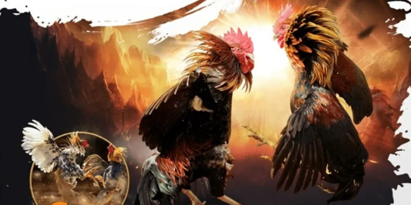 Bật mí mẹo chơi đá gà SV388 tăng cơ hội thắng lớn tại New88