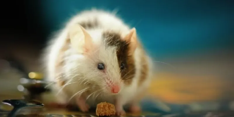 Nằm mơ thấy chuột nằm trong thức ăn