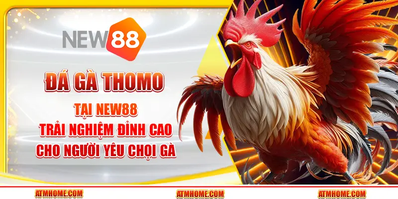 Đá gà Thomo tại New88 – Trải nghiệm đỉnh cao cho người yêu chọi gà