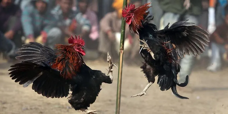 Khái quát về trò đá gà Campuchia