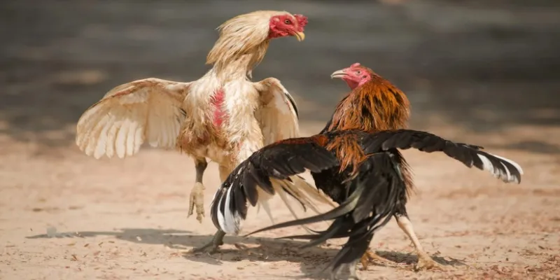 Những loại cược đá gà Campuchia phổ biến tại New88