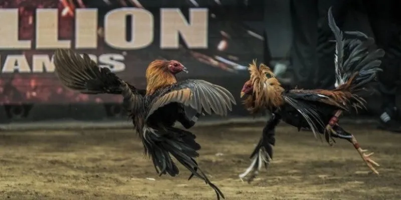 Mẹo chọn gà chiến thắng tại New88