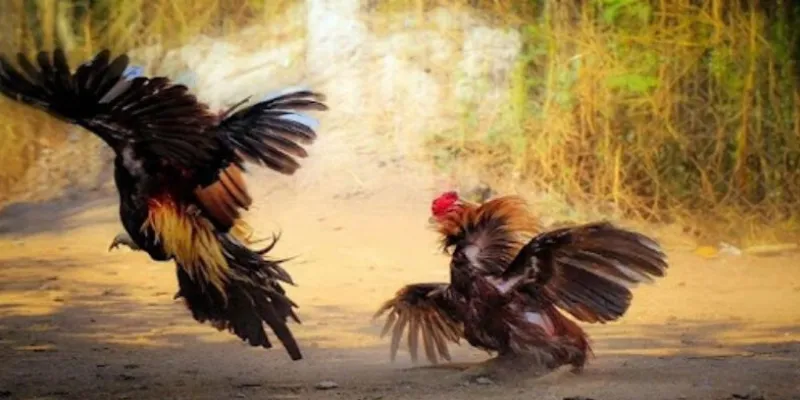 Sơ lược thông tin về đá gà Thomo