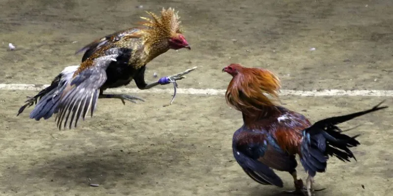 Khám phá luật chơi và cách thức cá cược đá gà Thomo tại New88