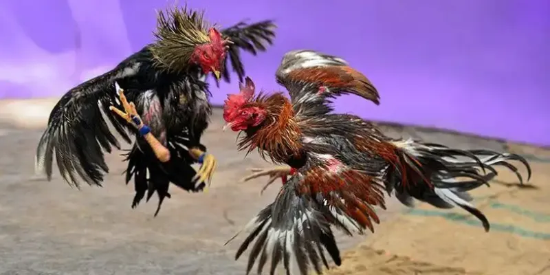 Bí quyết giúp bạn thắng lớn khi cá cược đá gà Thomo