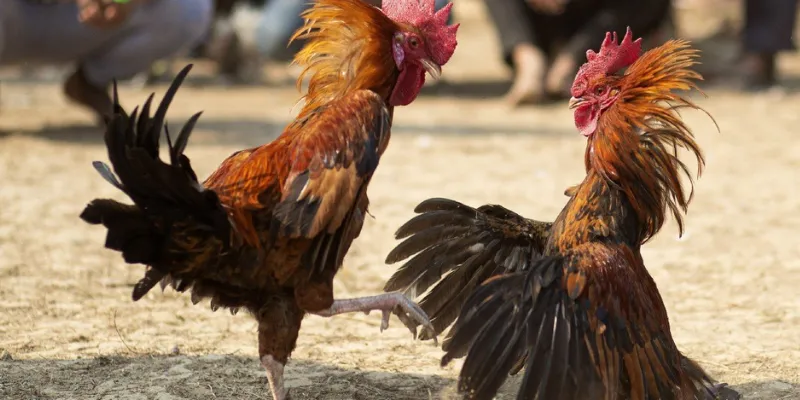 Cách tham gia và đặt cược đá gà 888 tại New88