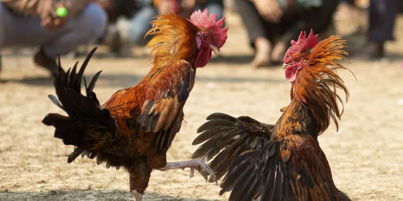 Các hình thức cược đá gà Philippines thông dụng và cách chơi