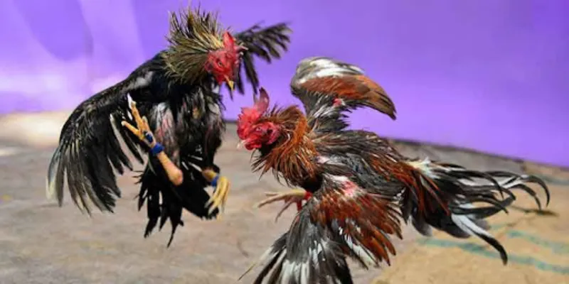 Ưu điểm khi theo dõi đá gà trực tiếp Campuchia tại New88