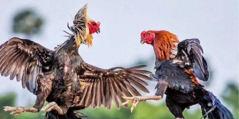 Hướng dẫn tham gia xem đá gà trực tiếp Campuchia