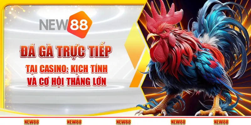 Đá gà trực tiếp casino tại New88 - Kịch tính và cơ hội thắng lớn