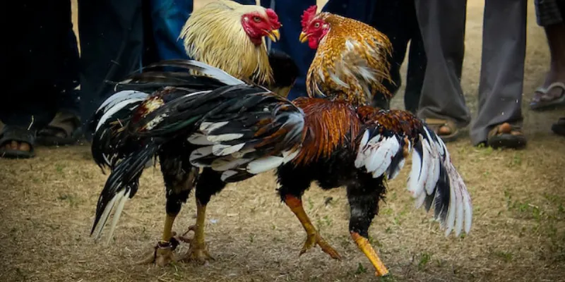 Một số mẹo tăng cơ hội thắng khi cá cược đá gà Asil