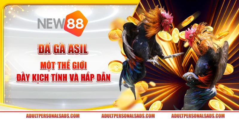 Đá Gà Asil tại New88 - Một thế giới đầy kịch tính và hấp dẫn