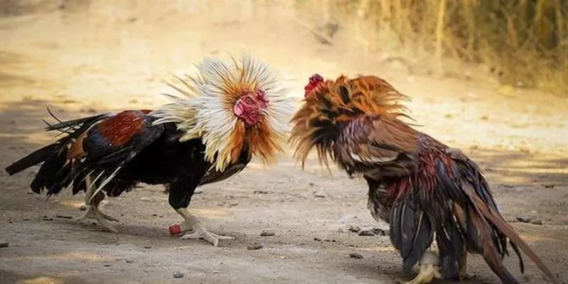 Hướng dẫn tham gia cá cược đá gà trực tiếp casino