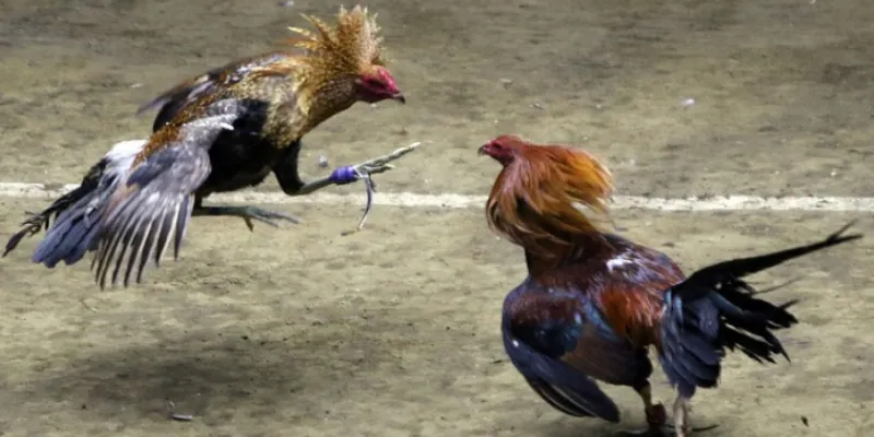 Một số loại hình cá cược đá gà trực tiếp casino phổ biến