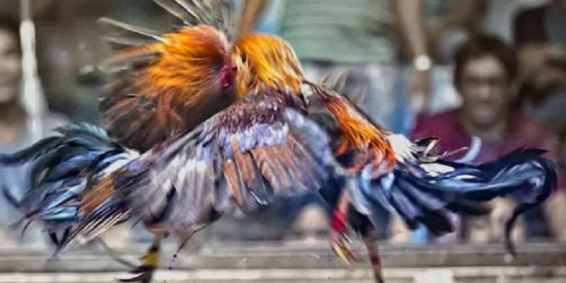 Chia sẻ mẹo cá cược đá gà trực tiếp casino thắng lớn tại New88