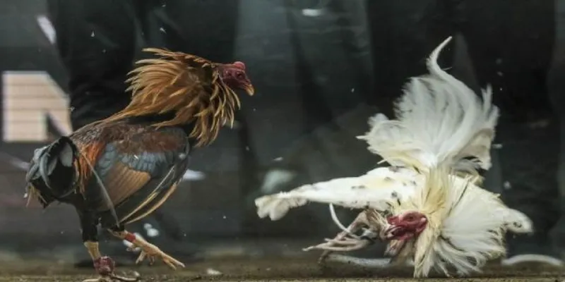 Tìm hiểu luật chơi và cách tổ chức trận đấu gà chọi cựa dao