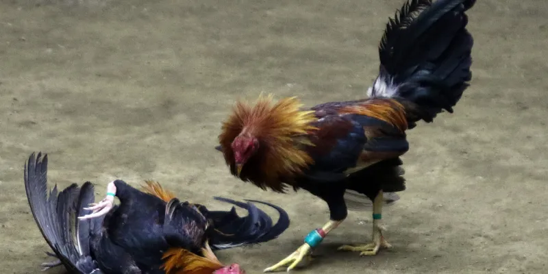 Một số loại cược phổ biến trong gà chọi cựa dao