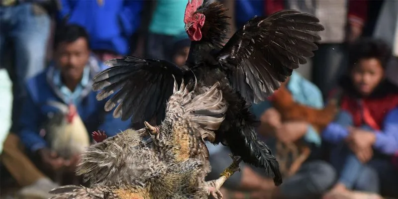 Hướng dẫn tham gia trực tiếp đá gà CPC3 tại New88